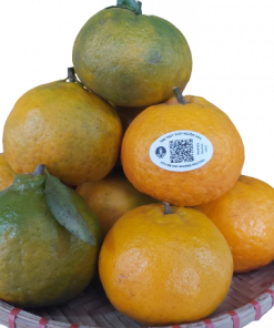 Quýt sen Mường Khương