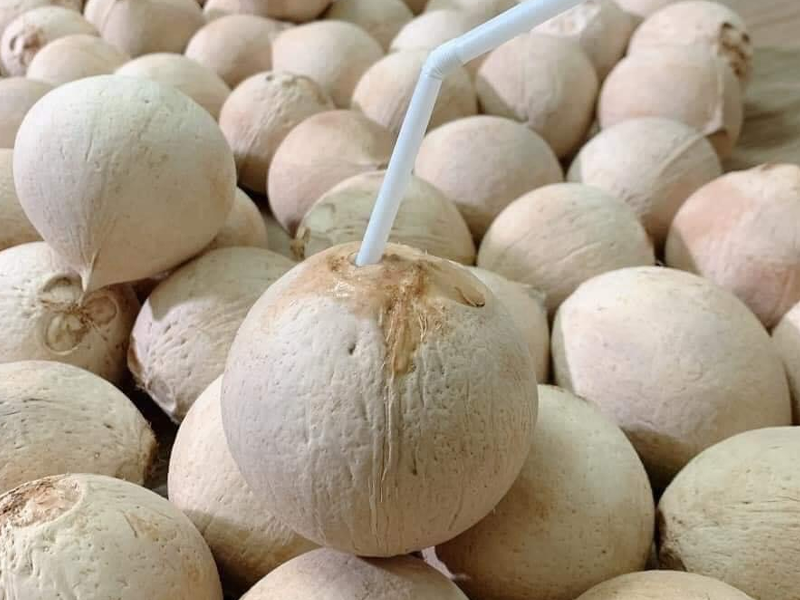 Dừa xiêm trọc Bến Tre