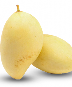 Xoài tứ quý Bến Tre